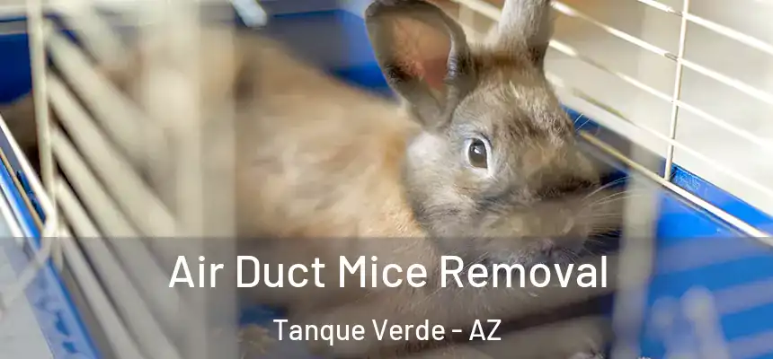  Air Duct Mice Removal Tanque Verde - AZ